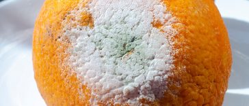 12 Secret Signs Your Produce Has Gone Bad