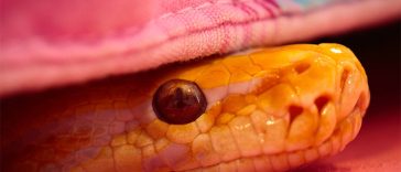 5 Areas In Your Bedroom Where Snakes Like To Hide