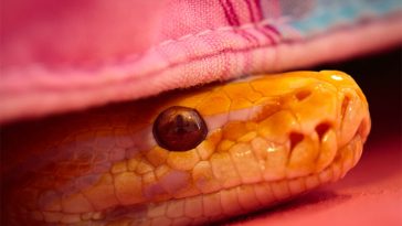 5 Areas In Your Bedroom Where Snakes Like To Hide