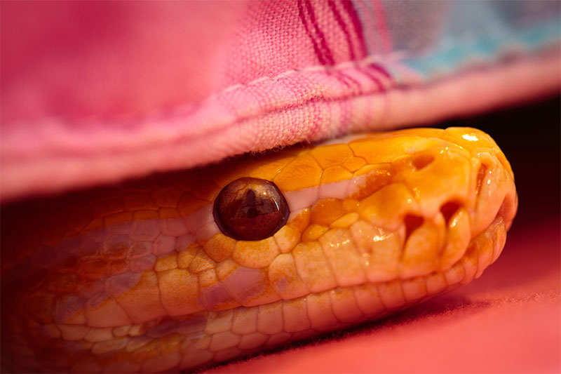 5 Areas In Your Bedroom Where Snakes Like To Hide