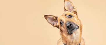 12 Bad Things You Do to Your Dog Unintentionally