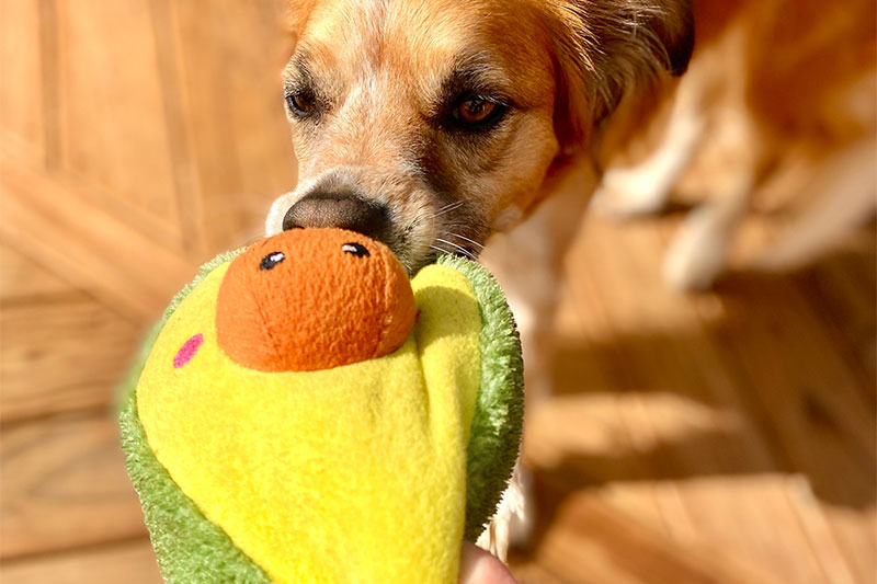 Avocados dog