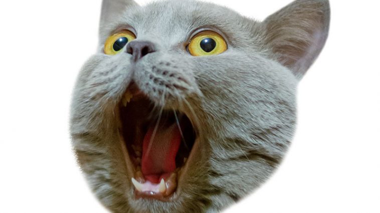There Is A Test That Tells You Whether Cats Are Psychopaths