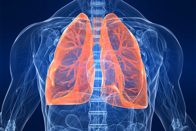 9 Organs You Can Actually Live Without - Factspedia