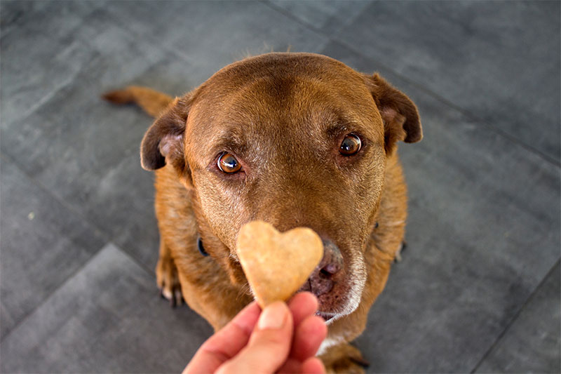 Giving in to your dog’s begging