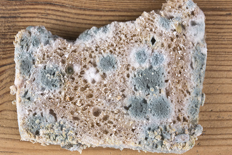 Mold is not always visible