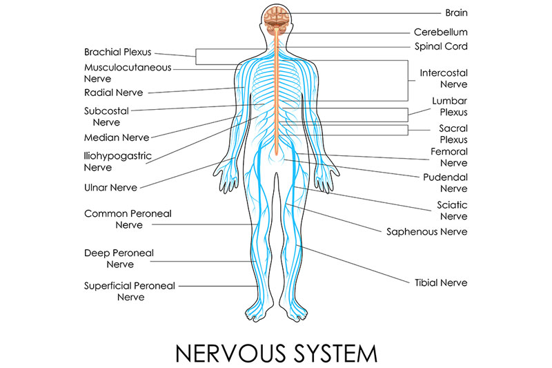 diagram of nervous system