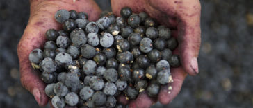 Health Benefits Of Acai Berries You May Not Know