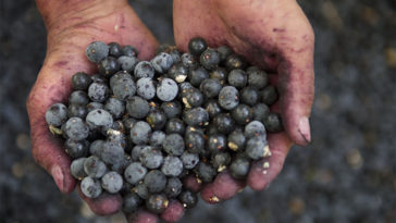 Health Benefits Of Acai Berries You May Not Know