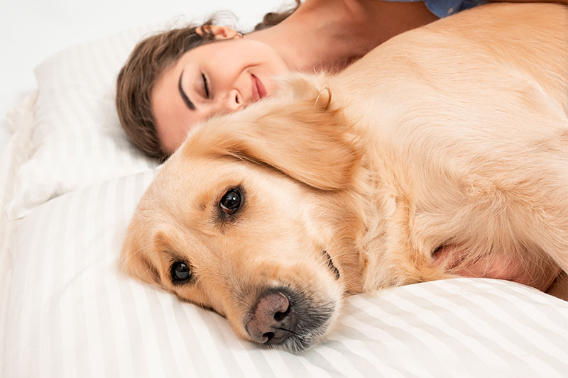 One In Four People Prefer To Share Their Beds With Their Dogs Over Their Partners Study Shows