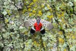 Kill The Spotted Lanternfly If You See It
