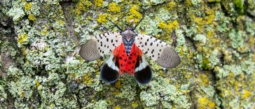Kill The Spotted Lanternfly If You See It