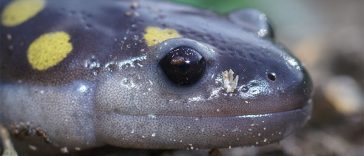 Can Human Body Parts Grow Back?