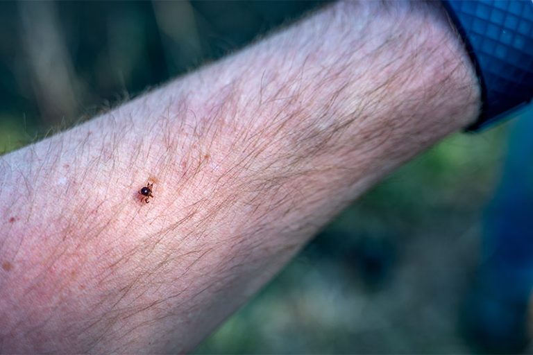 The Bizarre Link Between Lone Star Tick Bites and Red Meat Allergies ...