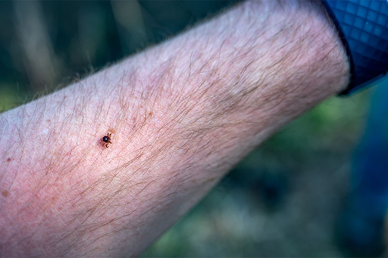 The Bizarre Link Between Lone Star Tick Bites And Red Meat Allergies