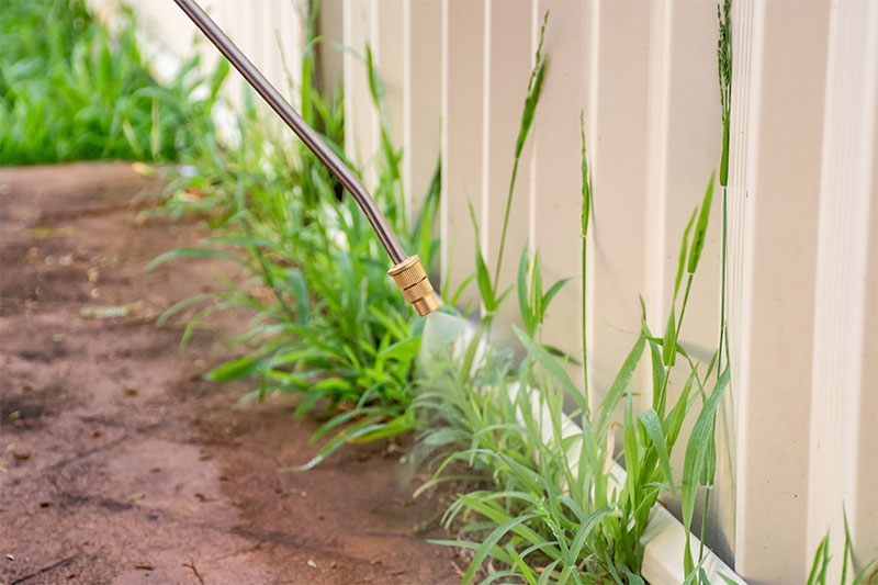 Kill This Grass Right Away If It Is In Your Yard