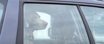 If You See A Dog Trapped In A Hot Car, Do This!
