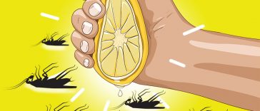 Simple And Easy Tips To Get Rid Of Common Pests That Invade Your Homes