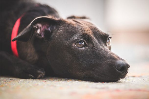 This is what it means if you see a dog with a red collar factspedia