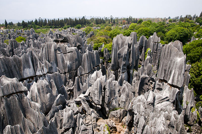You’ll Find One Of The Oldest Stone Forests