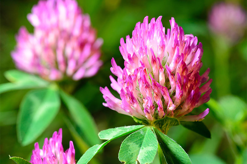 Red clover