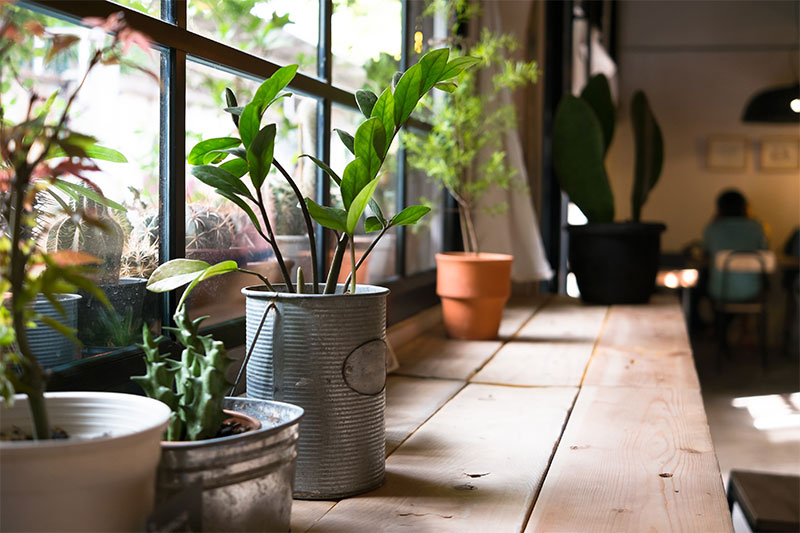 Have Plants in Your House