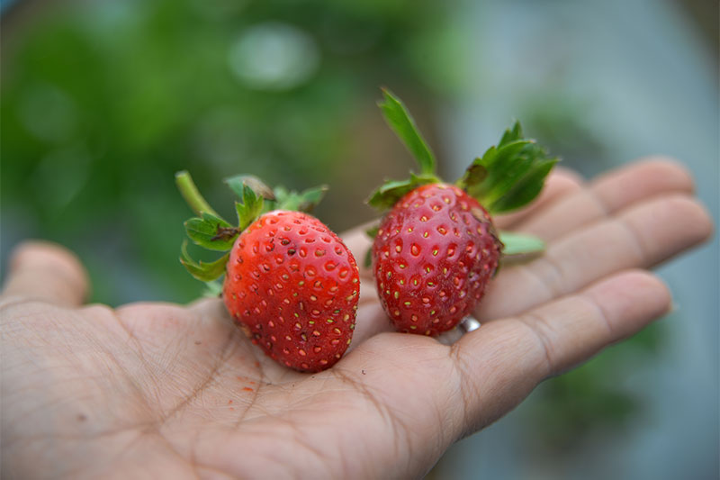 Strawberries