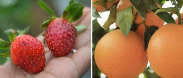 15 Fruits and Veggies you Won’t Believe are Man-made