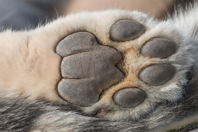 It Is Great For Your Pet's Paws That Are Dry