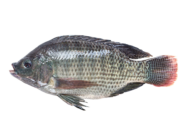 Tilapia Fish
