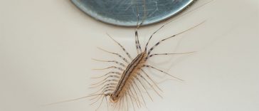 House Centipedes