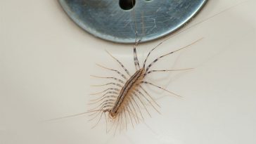 House Centipedes