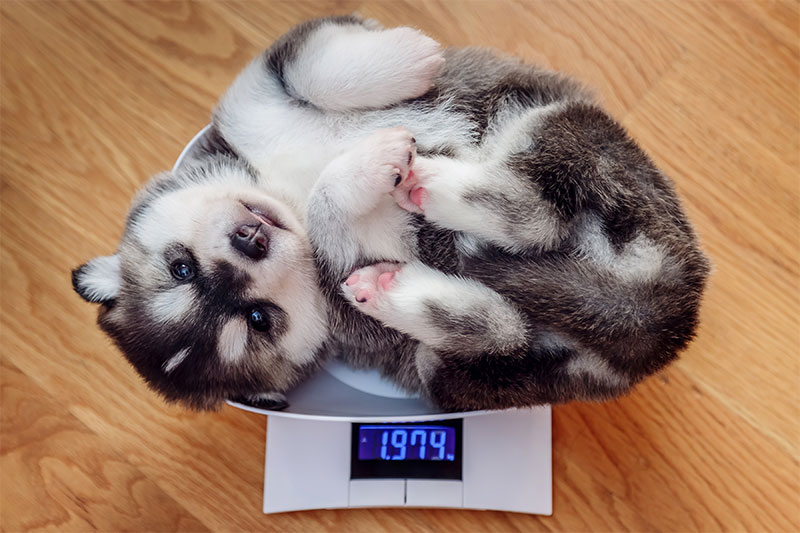 How To Calculate Your Dog's Ideal Weight
