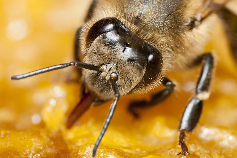 If You Are Currently Undergoing Cancer Treatments, You Will Want To Learn About How Honeybee Venom Can Help You