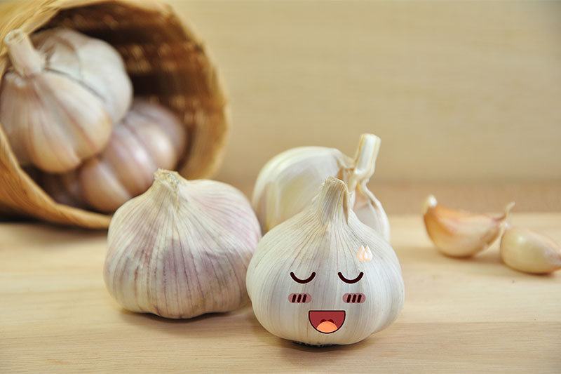 Garlic