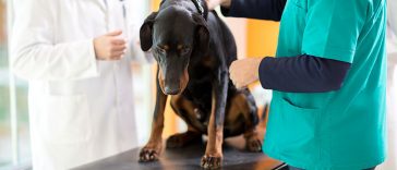 What Are The Subtle Signs Of Cancer In Pets That Their Parents May Not See?