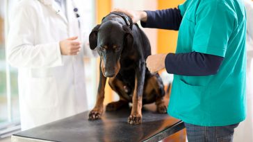 What Are The Subtle Signs Of Cancer In Pets That Their Parents May Not See?