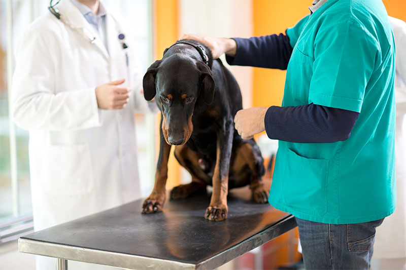 What Are The Subtle Signs Of Cancer In Pets That Their Parents May Not See?
