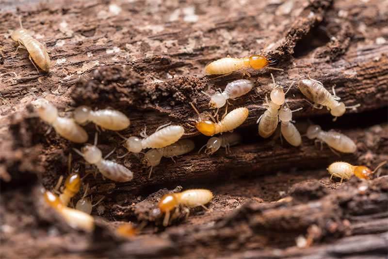 How to deal with termites