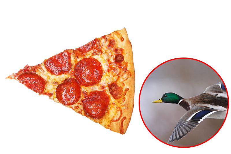 Pizza Contains Duck Feathers And Human Hair