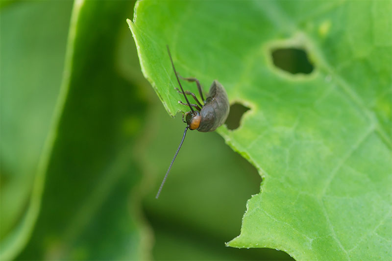 Pacific beetle cockroach