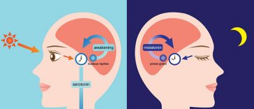 Your Melatonin Begins To Produce Once Again