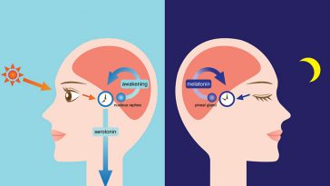 Your Melatonin Begins To Produce Once Again