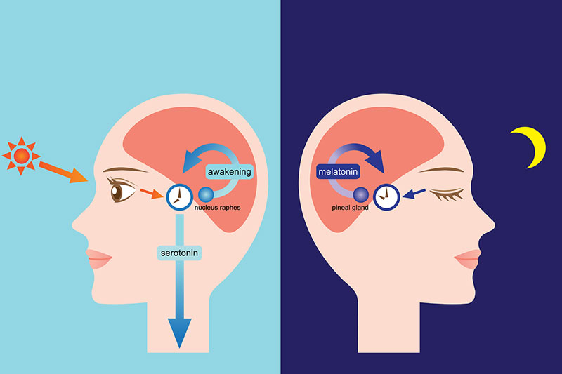 Your Melatonin Begins To Produce Once Again