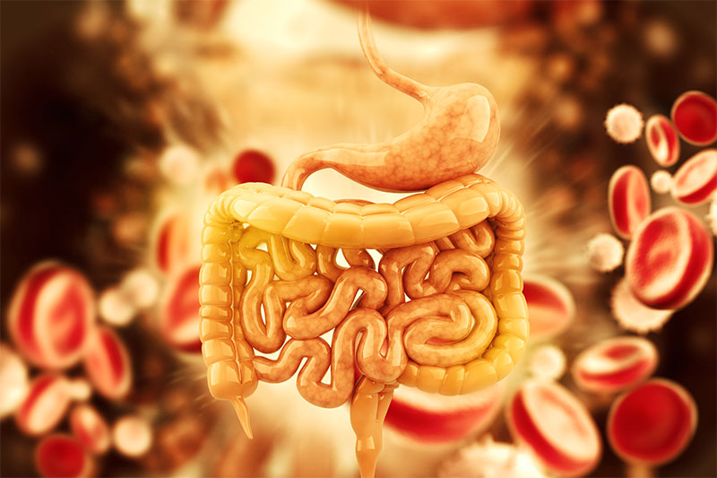 Your Digestive System Gets Moving