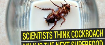 Cockroach milk could be next superfood, scientists claim