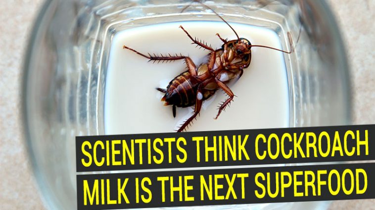 Cockroach milk could be next superfood, scientists claim