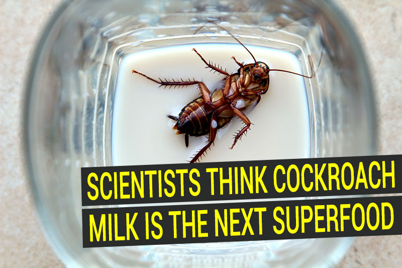 Cockroach milk could be next superfood, scientists claim