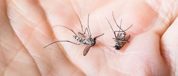 11 Fragrances That Kill Mosquitoes On The Spot