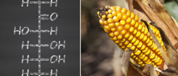 10 Reasons Why High Fructose Corn Syrup is Dangerous for Your Health